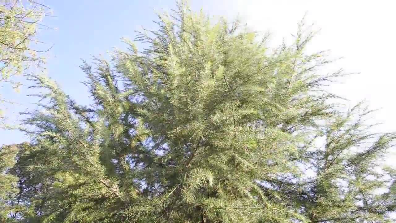 New Christmas tree for Clovis Fresno Bee