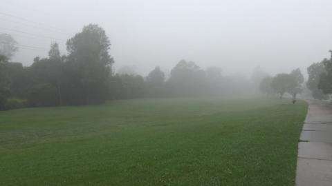 Morning Fog for Husky running for Rabbit