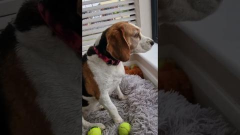 What Sounds Does a Beagle Make?