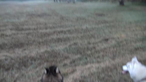 Can my Husky & Malamute howl at ambulance?