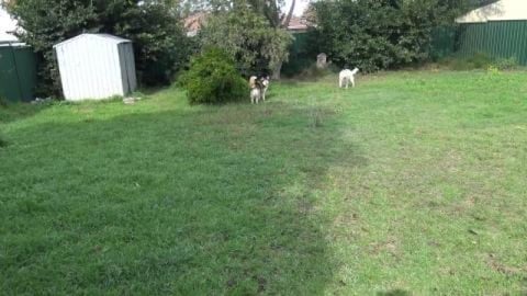 Husky house walkthrough now we are settled