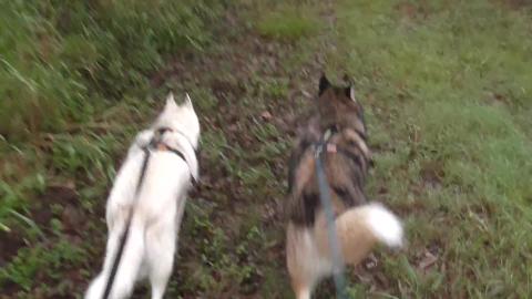 We got lost in the wet with Husky & Malamute