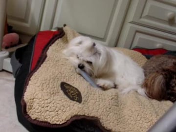 maltese dog chewing a bone file = SAM_5268