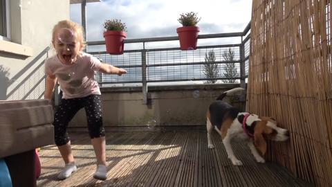 Cute Beagle Dog Playing Bubbles With Little Girl 