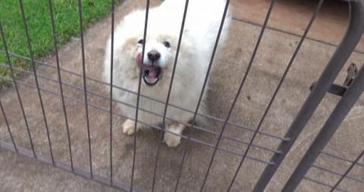 Big walk to see big white ball of fluff