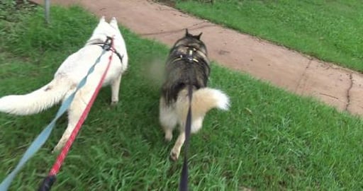 Husky's want to taste test duck at West Creek