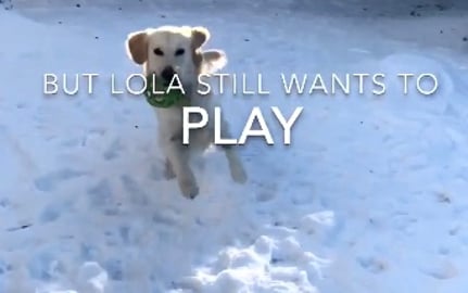 It’s Freezing Cold. Lola still wants to play 
