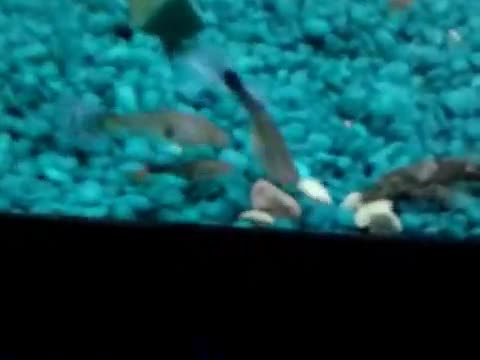 My guppies_hill stream loach and brislte noise pleco
