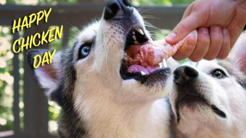 ASMR Husky Eating Raw Chicken | Funny Dogs Video 