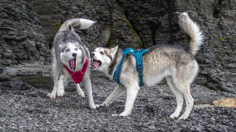 Husky Beach Day – Unleashed Beasts | Funny Dogs Video 
