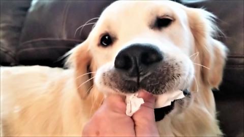 Funny Golden Retriever Dog Eats Toilet Paper!
