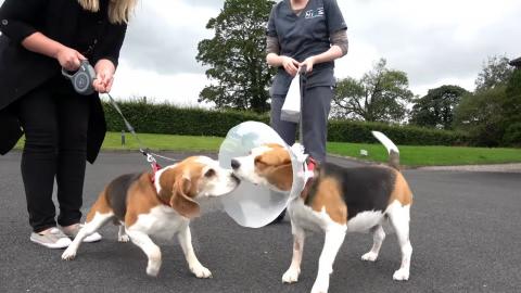 Cute Dog and Little Girl Welcoming Beagle Sis After Heart...