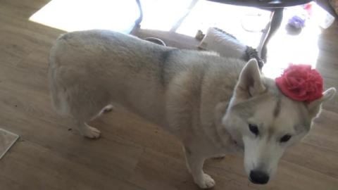 Dear Tonka bloopers with Husky