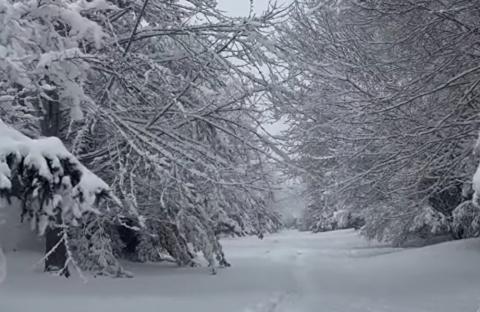Lola in Narnia