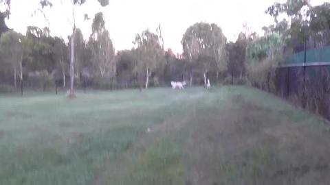 Malamute attacks Husky