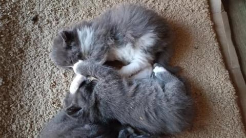 Kittens have fun ☺️