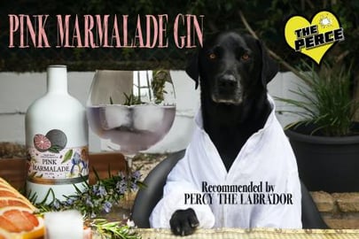Percy The Black Labrador meets Pink Marmalade Gin