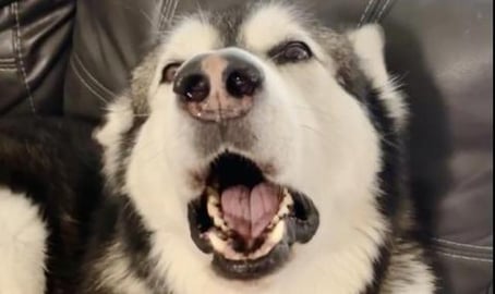 Malamute Started a Howl!