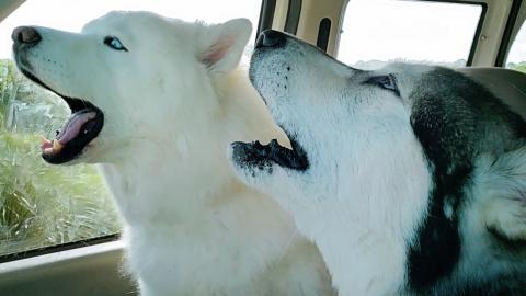 Husky & Malamute React To Wild Turkeys On Nature Drive!