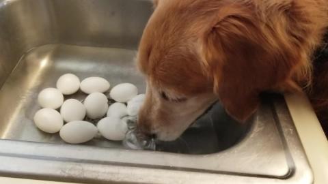Funny Golden Retriever Dog Bobbing For Eggs!  ASMR Video