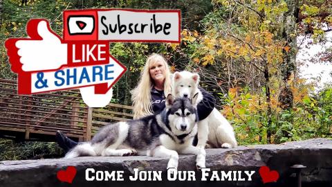 Husky Takes On Malamute For Her Baby!