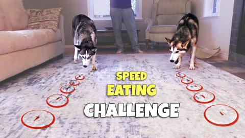 Dog Speed Eating Challenge: Who’s Faster? | Funny Dogs ...