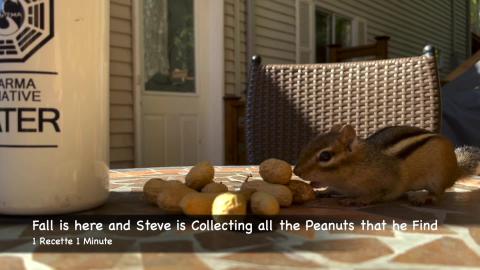 Fall is here and Steve is Collecting all the Peanuts that...