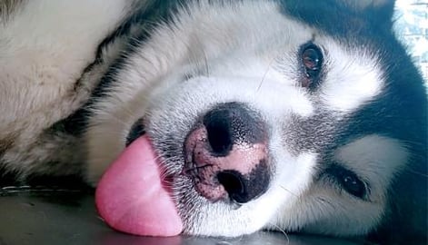 There's No Saying No To Malamutes Cute Demands For A Bell...