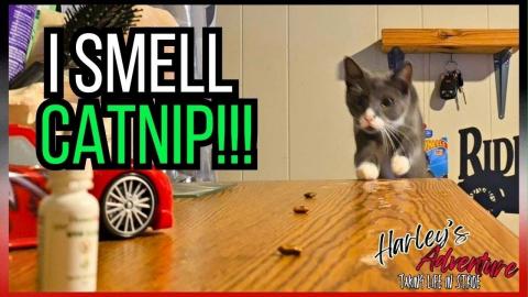 Harley's Treat Obsession... and My (not so) Secret Meds T...
