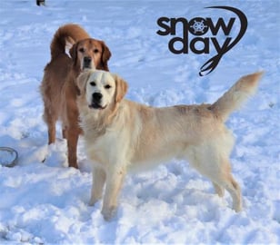 Dogs Play In The Snow! Slow Motion