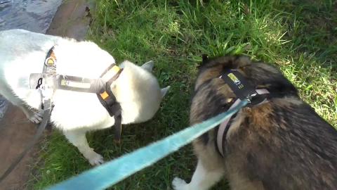 Huskies find a Hare after it tried to outhop a flooded cr...