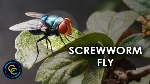 New world screwworm fly on forest tea plant