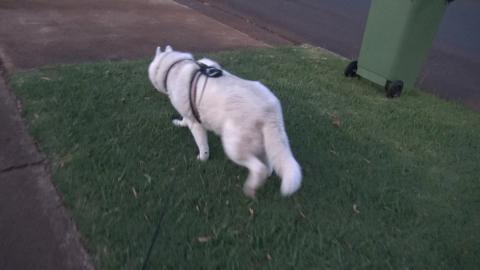 It's too hot  for Husky, didn't make it all the way into ...