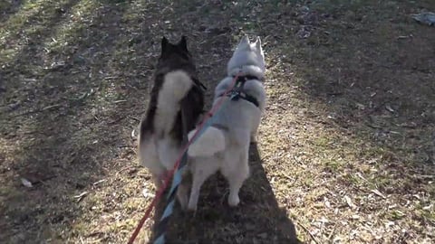 Husky take a walk & I paid $90 to turn on a switch