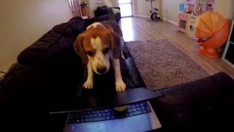 This dog doesn't like to be ignored when he demands atten...
