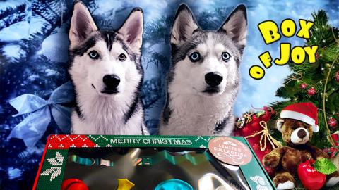 My Huskies Get A Christmas Gift Box - Overwhelming Joy! |...
