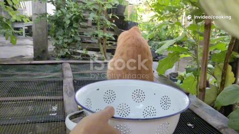 Permaculture for Suburban Kitchen Garden: Kitchen Gardeni...