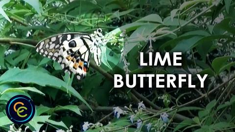 Lime butterfly flying around the five-leaved chaste tree