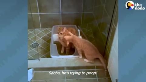 The Struggles Of Growing Up With A Little Brother _ The D...