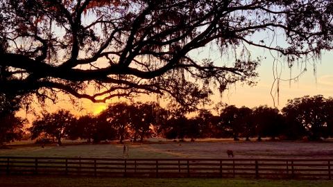 A Beautiful Sunset & A Beautiful Malamute