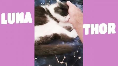 Odin we miss you always be in my heart