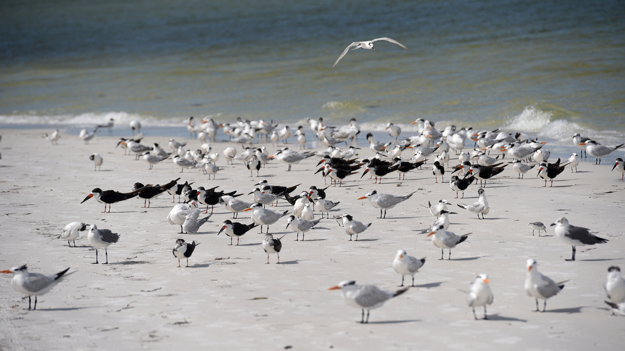 Red tide hit hard on Anna Maria Island | The State