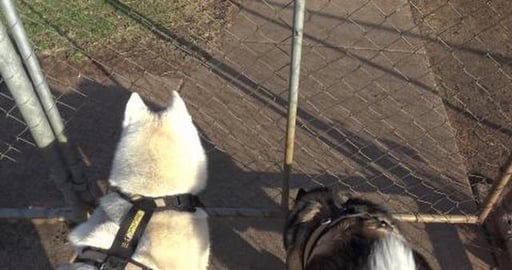 Daddy does what Malamute tells him, dog park visit