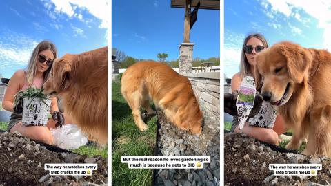 My Dog Wants to Help in the Garden