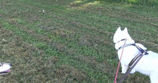 We woke Mack up, but he did come out to see us, then flop...