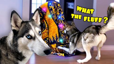 What The Fluff? Magic Blanket Trick With My Huskies | Fun...