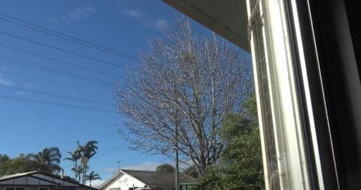 Group of old planes flying over & Huskies playing