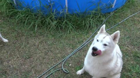 Store bought Salmon, Husky & Malamute don't care