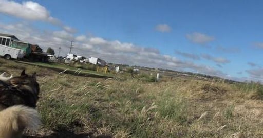 Abandoned trucks & cars. Someone needs to rescue these.