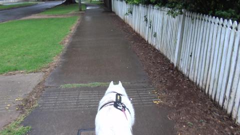 Wet walk & Husky has a new friend, Penny